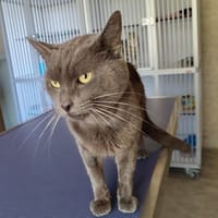 GRISOU, chat à adopter