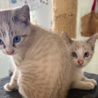 ALASKA, chat à adopter