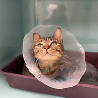 PRUNEAU, chatte à adopter