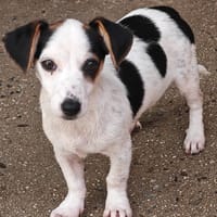 Kiba, chienne à adopter