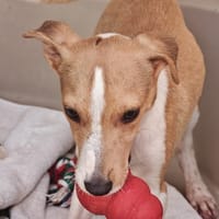 Sawyer, chien à adopter