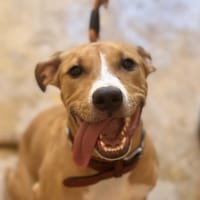 STELLA, chienne à adopter