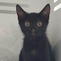 BIBBLE CHA, chat à adopter
