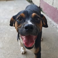 Melek, chienne à adopter