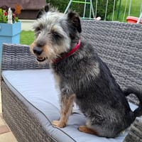 TEDDIE, chienne à adopter