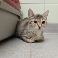 ANDORA, chatte à adopter