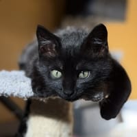 GRACE, chatte à adopter