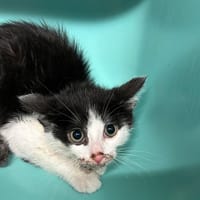 SUSHI, chatte à adopter
