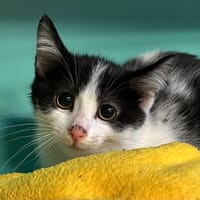 ORAGE, chatte à adopter