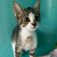 BARNABE, chatte à adopter