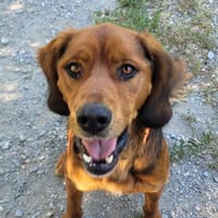TYRON CN, chien à adopter