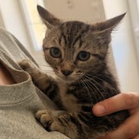 CHOPIN, chat à adopter