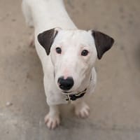 Ares, chien à adopter