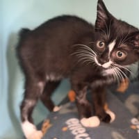 ARIANA, chatte à adopter