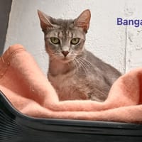 BANGA, chatte à adopter