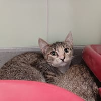 AMIE, chatte à adopter