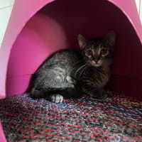 BARBIE, chatte à adopter