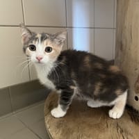BELLADONE, chatte à adopter
