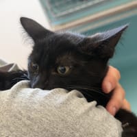 MARLEY, chat à adopter
