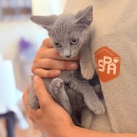 ARETHA, chatte à adopter