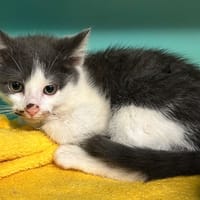 PATCHOULI, chatte à adopter