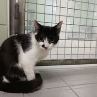 OREO, chatte à adopter