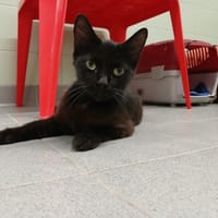 NYLUNE, chatte à adopter