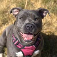 KIRA, chienne à adopter