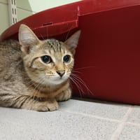 NYX, chat à adopter
