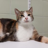 MAMYNE, chatte à adopter