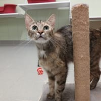 LUFFINE, chatte à adopter