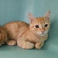 WEASLEY, chat à adopter