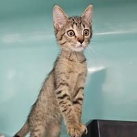 BARBOTTE, chatte à adopter
