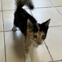 BERTY, chatte à adopter