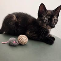 BECA, chatte à adopter