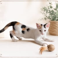 Alma, chatte à adopter