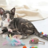 Abelia, chatte à adopter