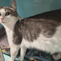 Mistigri, chat à adopter