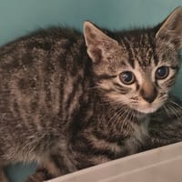 Farzana, chatte à adopter