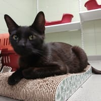 VIOLETTE, chatte à adopter