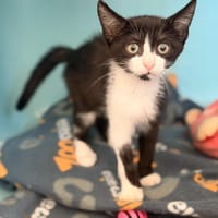 HENDRIX, chat à adopter