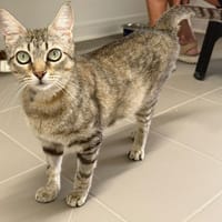 LEONIE, chatte à adopter