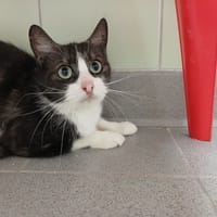 Kitty, chatte à adopter