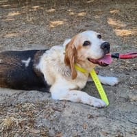 CHOUQUETTE, chienne à adopter