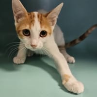 OMBRAGE, chatte à adopter