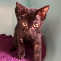 GLASS, chatte à adopter
