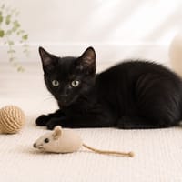 BLOOMY, chat à adopter