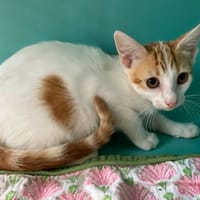 LESTRANGE, chatte à adopter