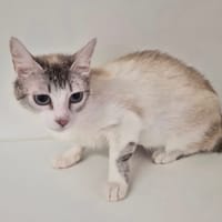 ROSALIE, chatte à adopter