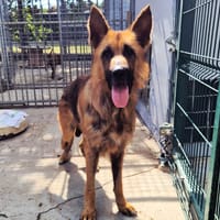 Spartan, chien à adopter